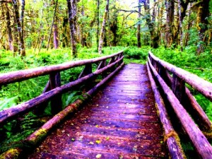 jamie-judy-wild-maple-glade-trail-wooden-bridge-quinault-rain-forest-olympic-national-park-washington-usa